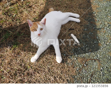 ベンチで寝る猫 121353856