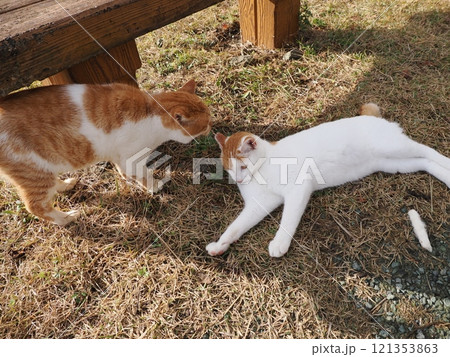 ベンチで寝る猫 121353863