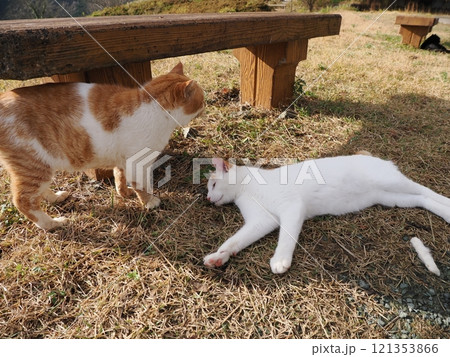 ベンチで寝る猫 ベンチで寝る猫 121353866