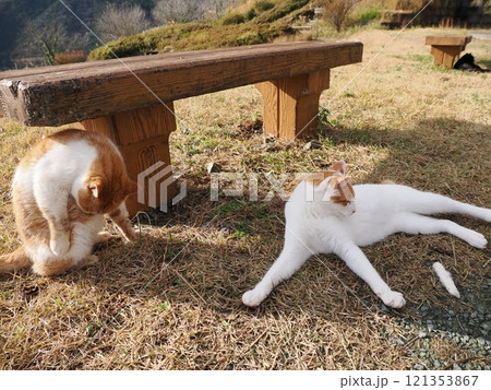ベンチで寝る猫 ベンチで寝る猫 121353867