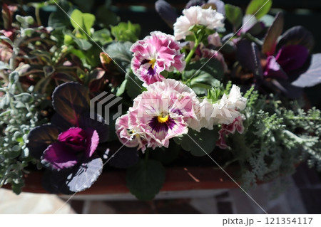 フリルビオラの寄せ植え フリルビオラの寄せ植え 121354117