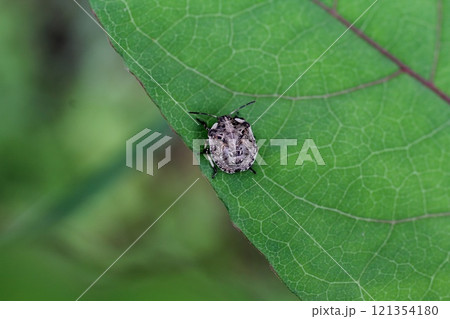クチブトカメムシ 121354180