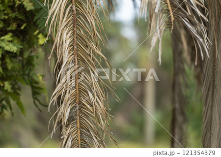 Dry dead palm tree on Florida home backyard Dry dead palm tree on Florida home backyard 121354379