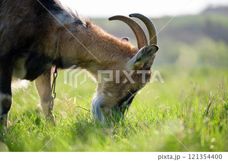 Domestic milk goat with long beard and horns grazing on green farm pasture on summer day. Feeding of cattle on farmland grassland Domestic milk goat with long beard and horns grazing on green farm pasture on summer day. Feeding of cattle on farmland grassland 121354400