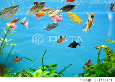 Colorful exotic fish swimming in deep blue water aquarium with green tropical plants Colorful exotic fish swimming in deep blue water aquarium with green tropical plants 121354424