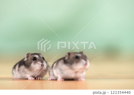 Closeup of two small funny miniature jungar hamsters sitting on a floor. Fluffy and cute Dzhungar rats at home. 121354440