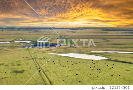 Cattle grazing on farmland pasture. Production of organic dairy products. Milk cows feeding on commercial farm grassland Cattle grazing on farmland pasture. Production of organic dairy products. Milk cows feeding on commercial farm grassland 121354501