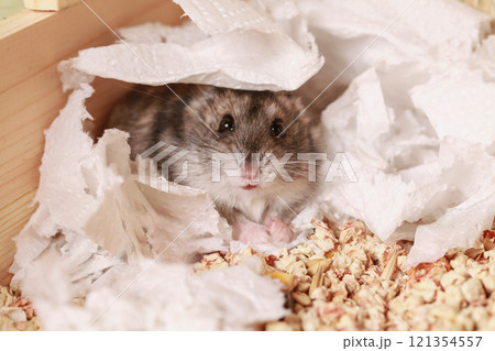 Djungarian Hamster Paper Litter Substrate for Rodents Djungarian Hamster Paper Litter Substrate for Rodents 121354557
