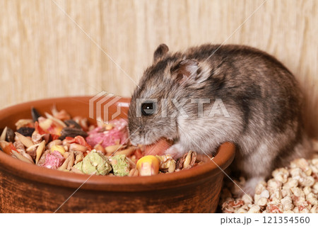 Domestic Djungarian Hamster Eats Food. Feeding Bowl. Campbells dwarf Hamster Phodopus campbelli. In Cup of Grain, Seeds and next to House for Hamster 121354560