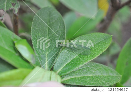 クサカゲロウ クサカゲロウ 121354637