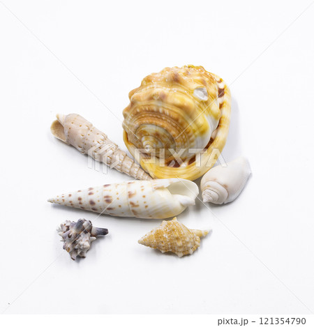 A set of colorful sea shells displayed on a white background. Ideal for themes like summer, beach vacations, marine life, tropical decor, ocean vibes, and natural elements in minimalist photography. 121354790