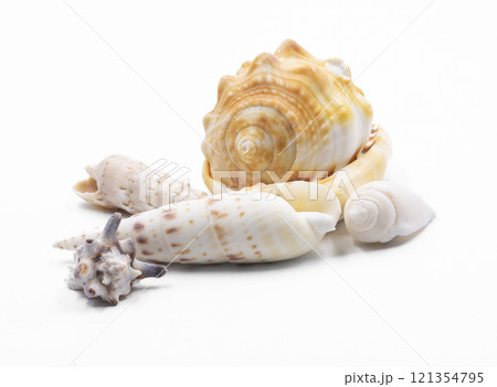 A set of colorful sea shells displayed on a white background. Ideal for themes like summer, beach vacations, marine life, tropical decor, ocean vibes, and natural elements in minimalist photography. 121354795