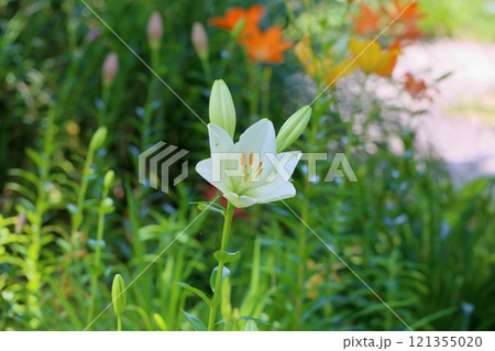 爽やか ユリの花 爽やか ユリの花 121355020