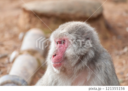 ニホンザル　嵐山モンキーパークいわたやま 121355156