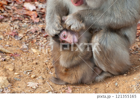 子ザルの毛繕いする母ザル　嵐山モンキーパークいわたやま 121355165