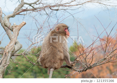 木の上にすわるニホンザル　嵐山モンキーパークいわたやま 121355166