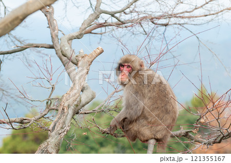木の上にすわるニホンザル　嵐山モンキーパークいわたやま 121355167
