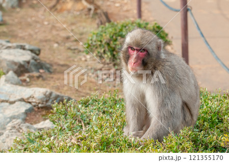 ニホンザル　嵐山モンキーパークいわたやま 121355170