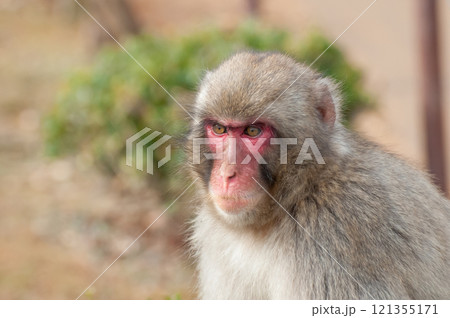 ニホンザル　嵐山モンキーパークいわたやま 121355171