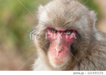 ニホンザル 嵐山モンキーパークいわたやま ニホンザル 嵐山モンキーパークいわたやま 121355172