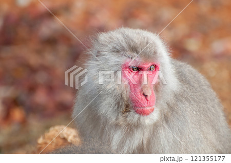 ニホンザル　嵐山モンキーパークいわたやま 121355177