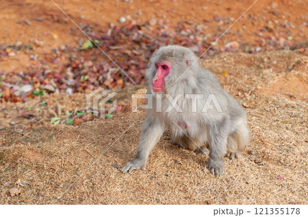 ニホンザル　嵐山モンキーパークいわたやま 121355178