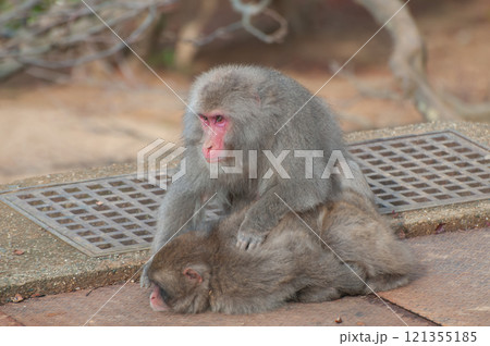 毛繕いするニホンザル 嵐山モンキーパークいわたやま 毛繕いするニホンザル 嵐山モンキーパークいわたやま 121355185