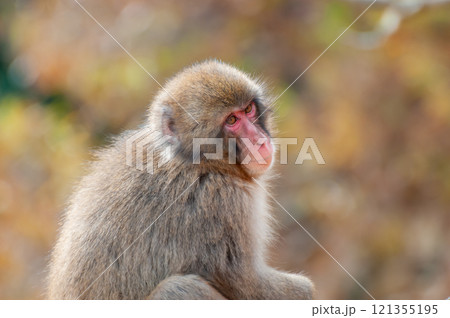 ニホンザル 嵐山モンキーパークいわたやま ニホンザル 嵐山モンキーパークいわたやま 121355195