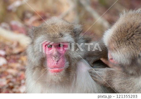 毛繕いするニホンザル　嵐山モンキーパークいわたやま 121355203