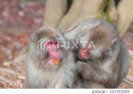 毛繕いするニホンザル　嵐山モンキーパークいわたやま 121355205