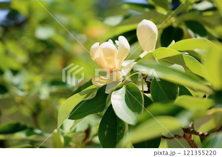 爽やか 咲始め タイサンボクの花 爽やか 咲始め タイサンボクの花 121355220