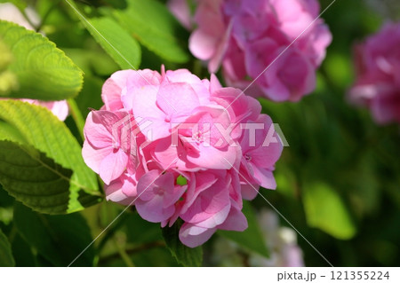 可愛い ピンクのアジサイの花 可愛い ピンクのアジサイの花 121355224