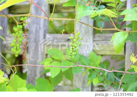 可愛い　ブドウの実　デラウェア 121355492
