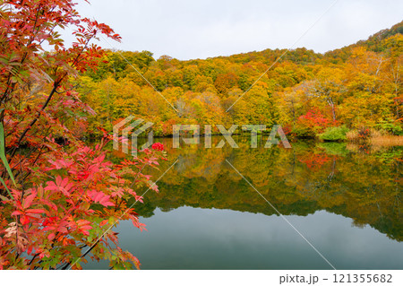 ナナカマドの紅葉 ナナカマドの紅葉 121355682