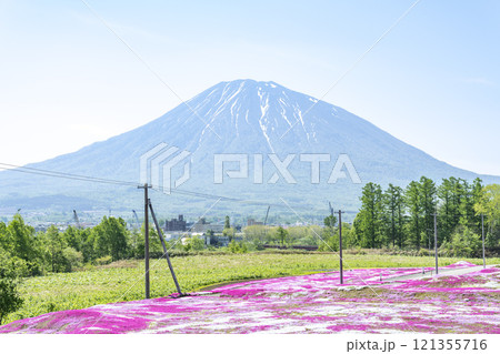 シバザクラと羊蹄山　俱知安町 121355716