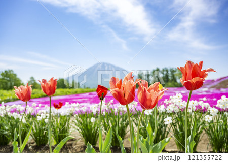 シバザクラと羊蹄山 俱知安町 シバザクラと羊蹄山 俱知安町 121355722