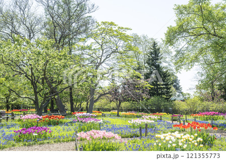ムスカリの道　百合が原公園　札幌市 121355773