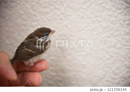 指にとまるスズメのヒナ 指にとまるスズメのヒナ 121356144