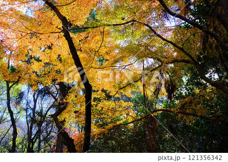 《高知県》竹林寺の紅葉 《高知県》竹林寺の紅葉 121356342
