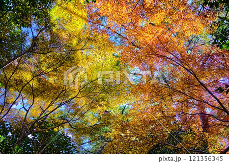《高知県》竹林寺の紅葉 121356345