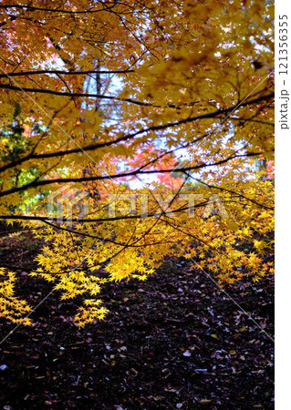 《高知県》竹林寺の紅葉 121356355