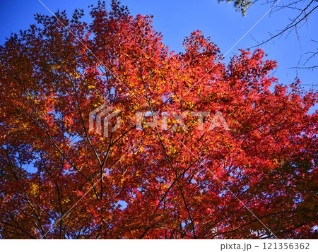 《高知県》竹林寺の紅葉 121356362
