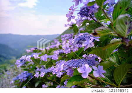空と紫の紫陽花の風景 空と紫の紫陽花の風景 121356542