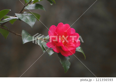 ツバキ科サザンカの開花 ツバキ科サザンカの開花 121356593
