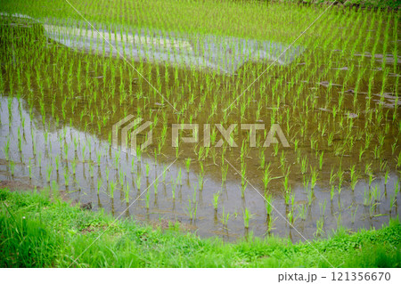 初夏の田植えのイメージ風景 121356670