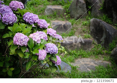 紫色の紫陽花と石の階段 紫色の紫陽花と石の階段 121356671