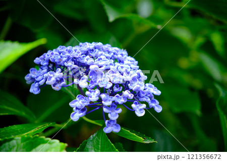 夏の始まりを告げる紫陽花 121356672