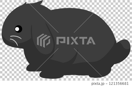 Dwarf Lop Ear Dwarf Lop Ear 121356681
