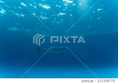 アクアワールド大洗のイルカの水槽 121356772