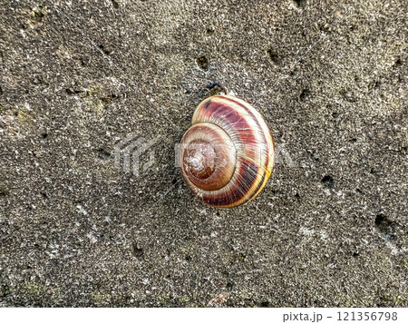 コンクリートとカタツムリ 121356798